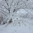 Snow-covered trees and bushes in a quiet river valley with a black dog partially visible among the snowy branches